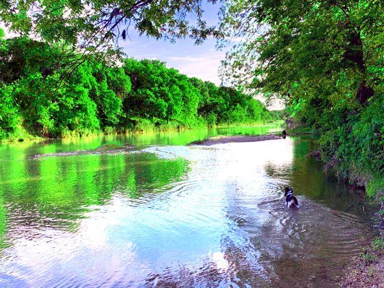 Dog entering the Lampasas River beneath the trees at River Bone Ranch