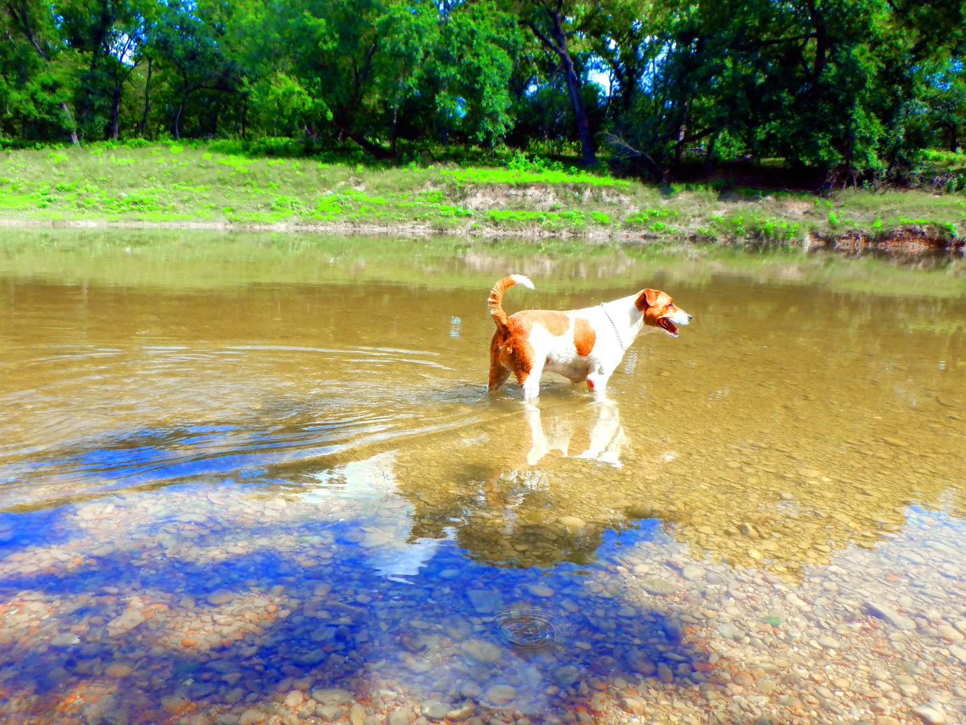 Dog standing in shallow water at the River Bone Ranch beach